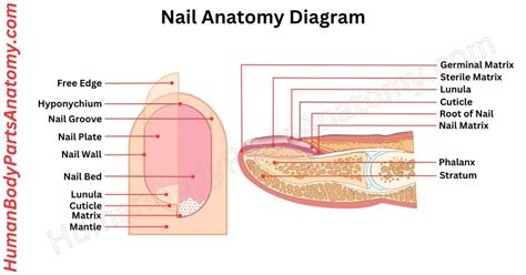 Complete Guide to Finger Anatomy with Parts, Names & Diagram.
